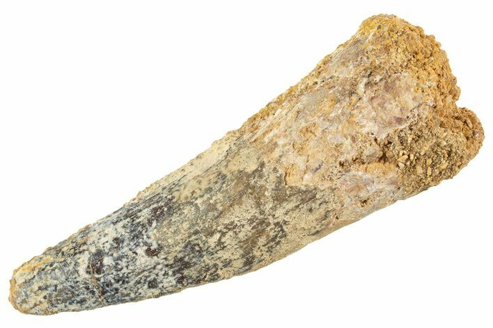 Bargain, Fossil Spinosaurus Tooth - Real Dinosaur Tooth #343600